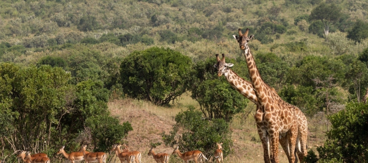 Sfondi Giraffes At Safari 720x320