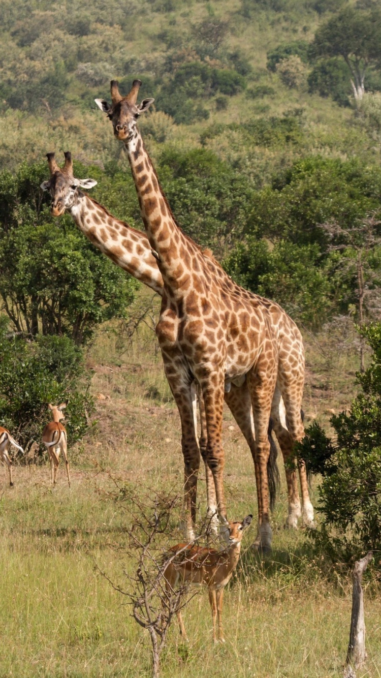 Giraffes At Safari screenshot #1 750x1334