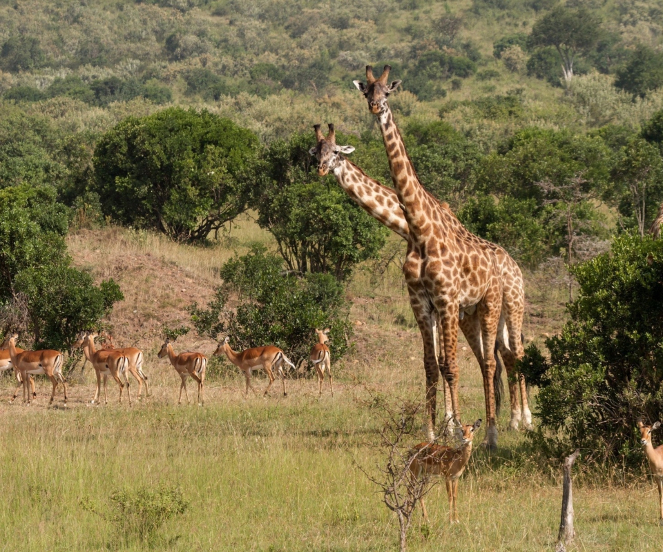 Sfondi Giraffes At Safari 960x800