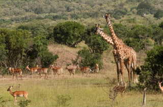 Giraffes At Safari Background for Android, iPhone and iPad