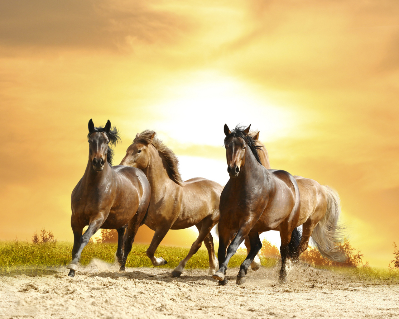 Das Horse Gait Gallop Wallpaper 1280x1024
