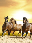 Fondo de pantalla Horse Gait Gallop 132x176