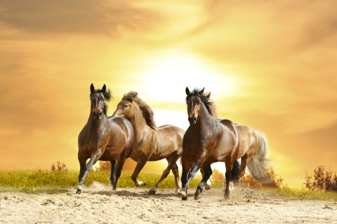 Horse Gait Gallop wallpaper 480x320