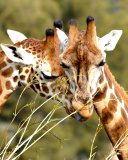 Fondo de pantalla Giraffe Love 128x160