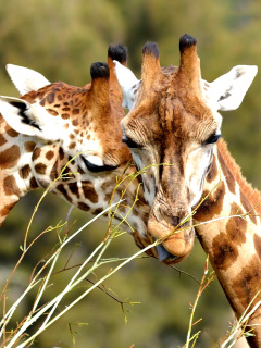 Giraffe Love wallpaper 240x320