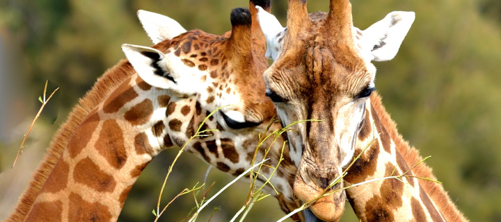 Sfondi Giraffe Love 720x320