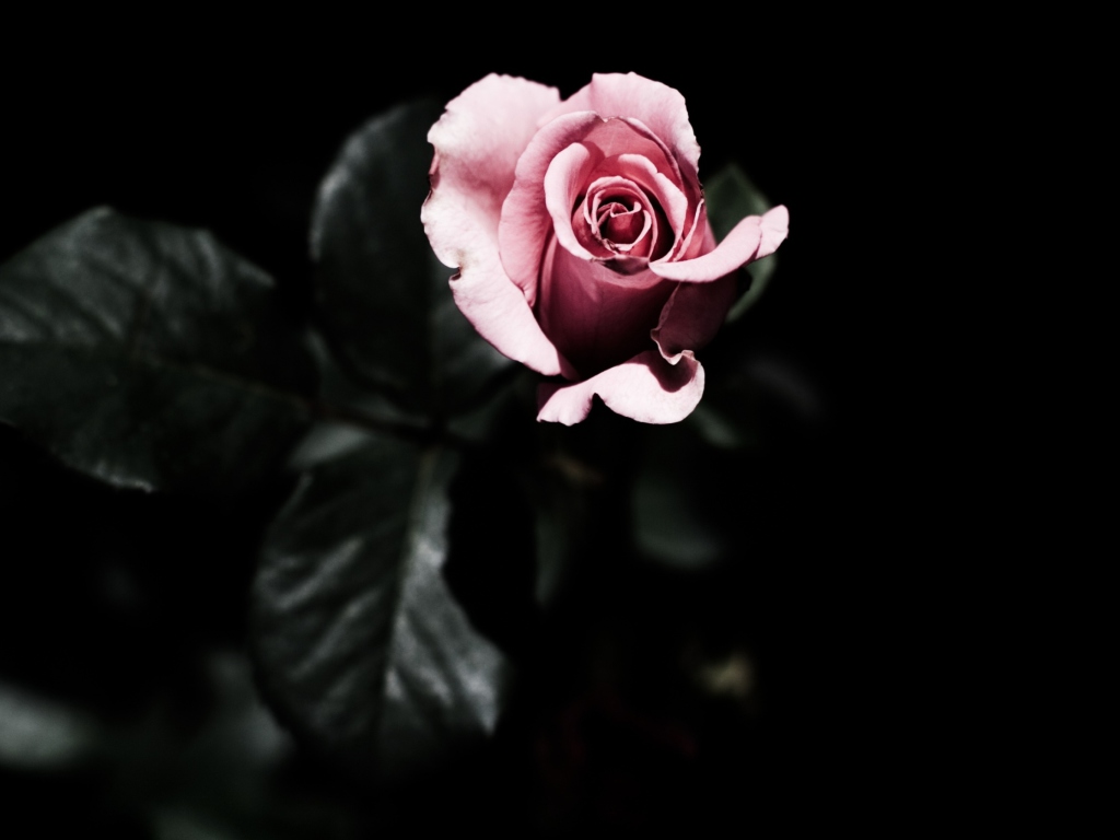 Fondo de pantalla Pink Rose In The Dark 1024x768