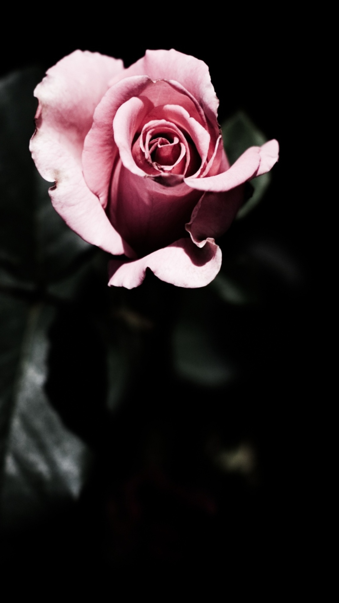 Sfondi Pink Rose In The Dark 1080x1920
