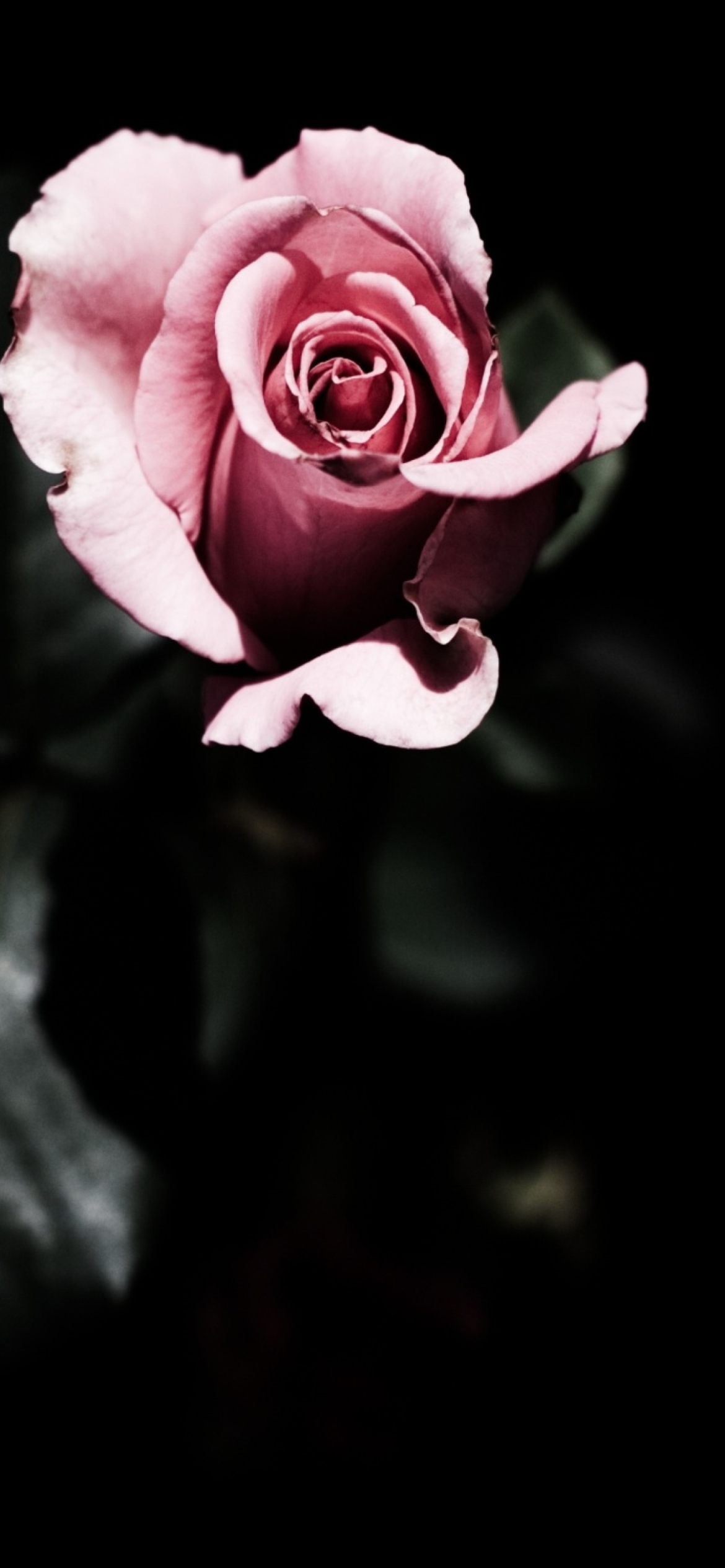 Fondo de pantalla Pink Rose In The Dark 1170x2532