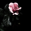 Обои Pink Rose In The Dark 128x128