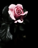 Das Pink Rose In The Dark Wallpaper 128x160