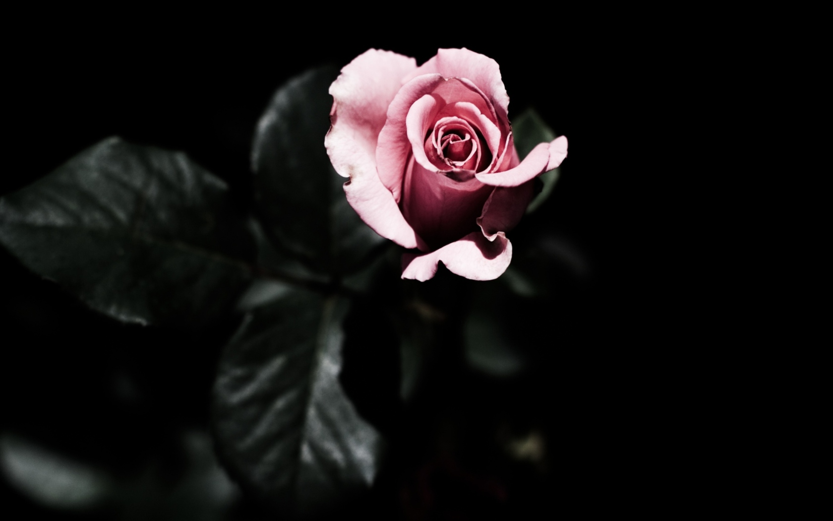 Das Pink Rose In The Dark Wallpaper 1680x1050