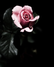 Обои Pink Rose In The Dark 176x220