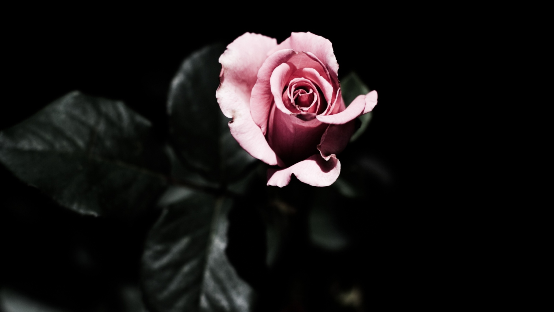 Обои Pink Rose In The Dark 1920x1080