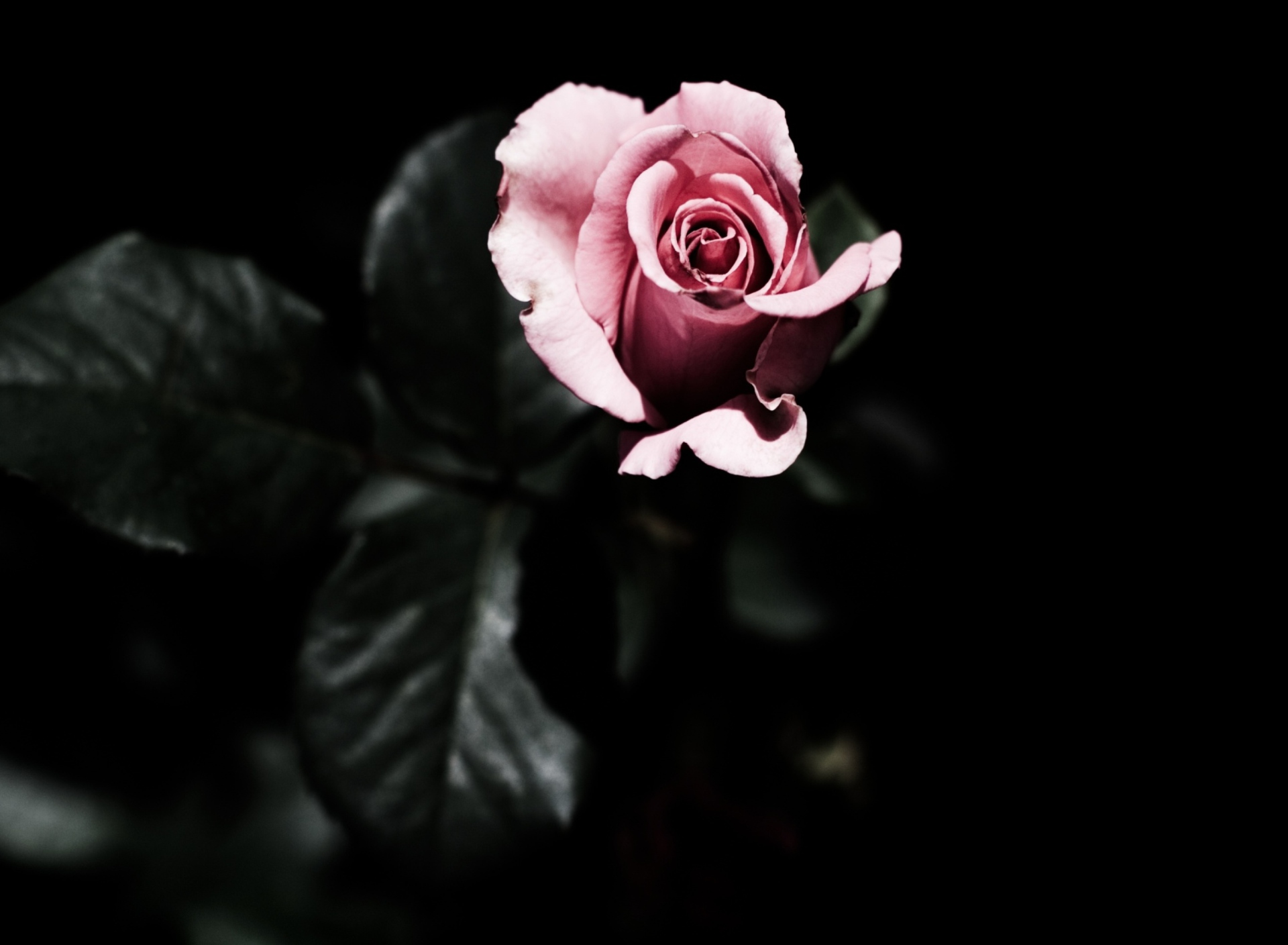 Das Pink Rose In The Dark Wallpaper 1920x1408