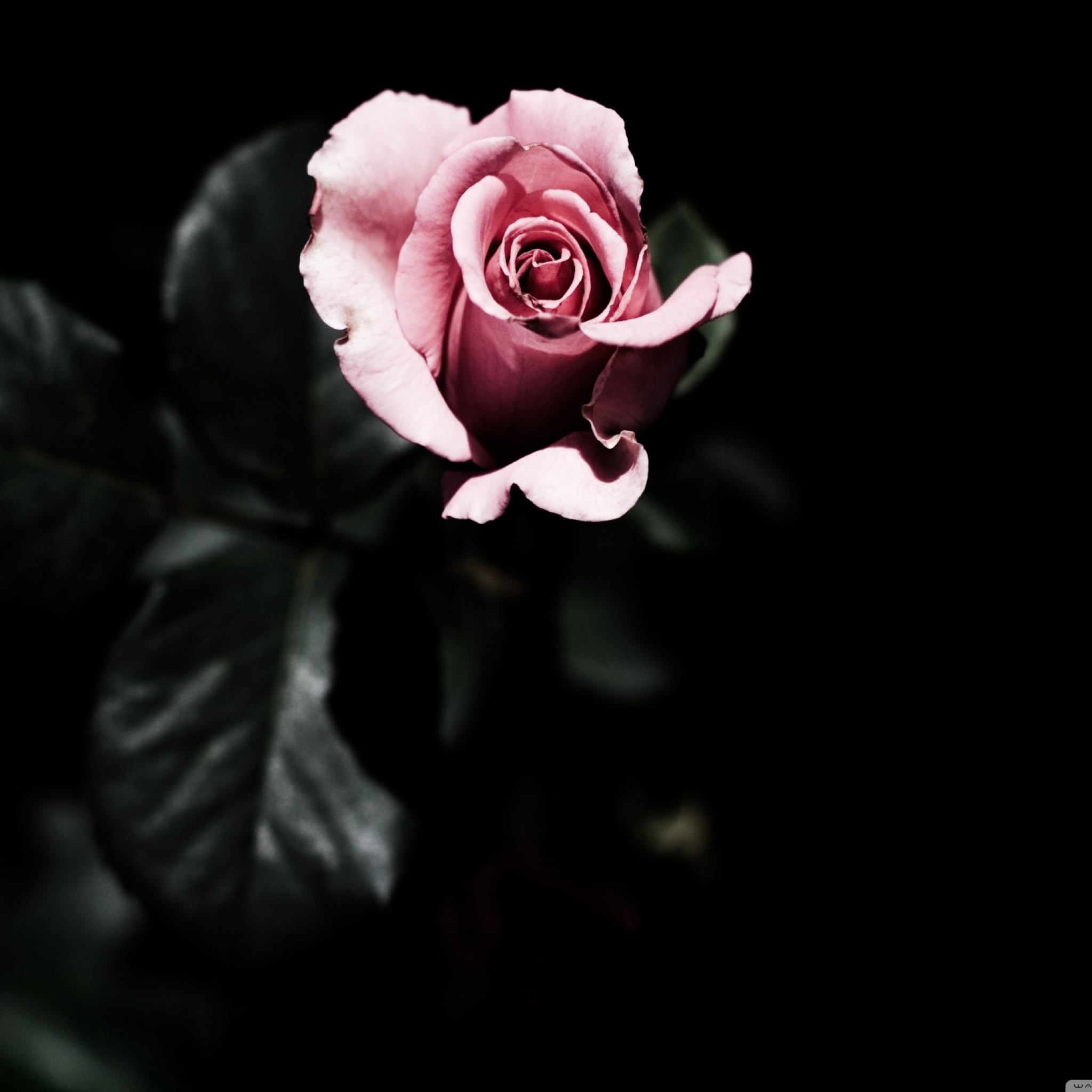 Sfondi Pink Rose In The Dark 2048x2048