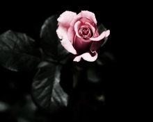 Das Pink Rose In The Dark Wallpaper 220x176