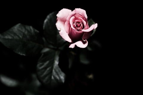 Das Pink Rose In The Dark Wallpaper 480x320