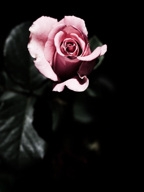 Pink Rose In The Dark wallpaper 480x640