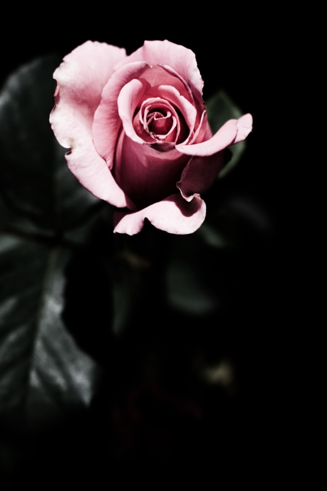 Обои Pink Rose In The Dark 640x960