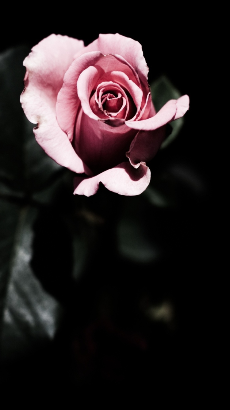 Das Pink Rose In The Dark Wallpaper 750x1334