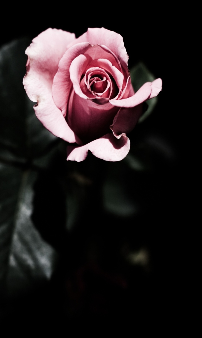 Fondo de pantalla Pink Rose In The Dark 768x1280