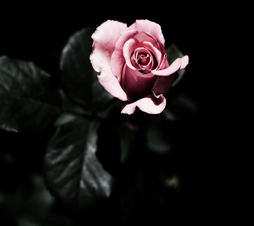 Обои Pink Rose In The Dark 960x854