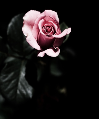 Pink Rose In The Dark - Obrázkek zdarma pro 320x480