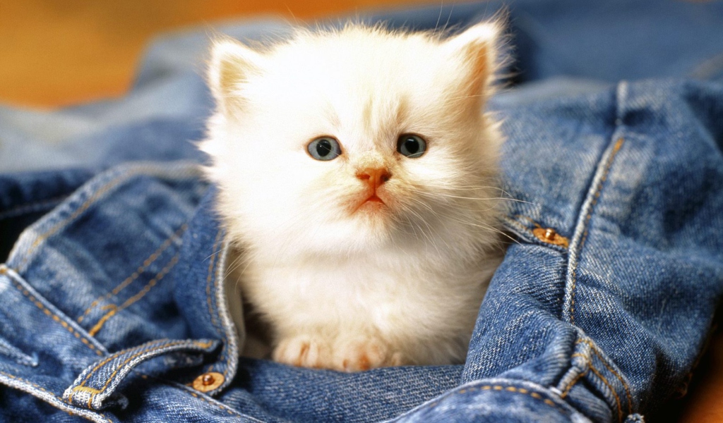 Kitten In Jeans wallpaper 1024x600