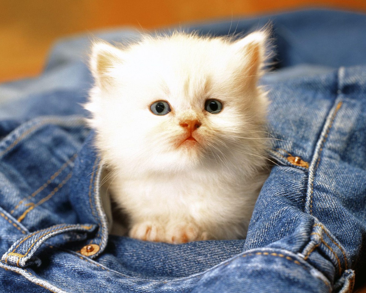 Fondo de pantalla Kitten In Jeans 1280x1024