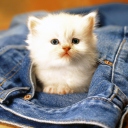 Sfondi Kitten In Jeans 128x128