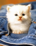 Fondo de pantalla Kitten In Jeans 128x160