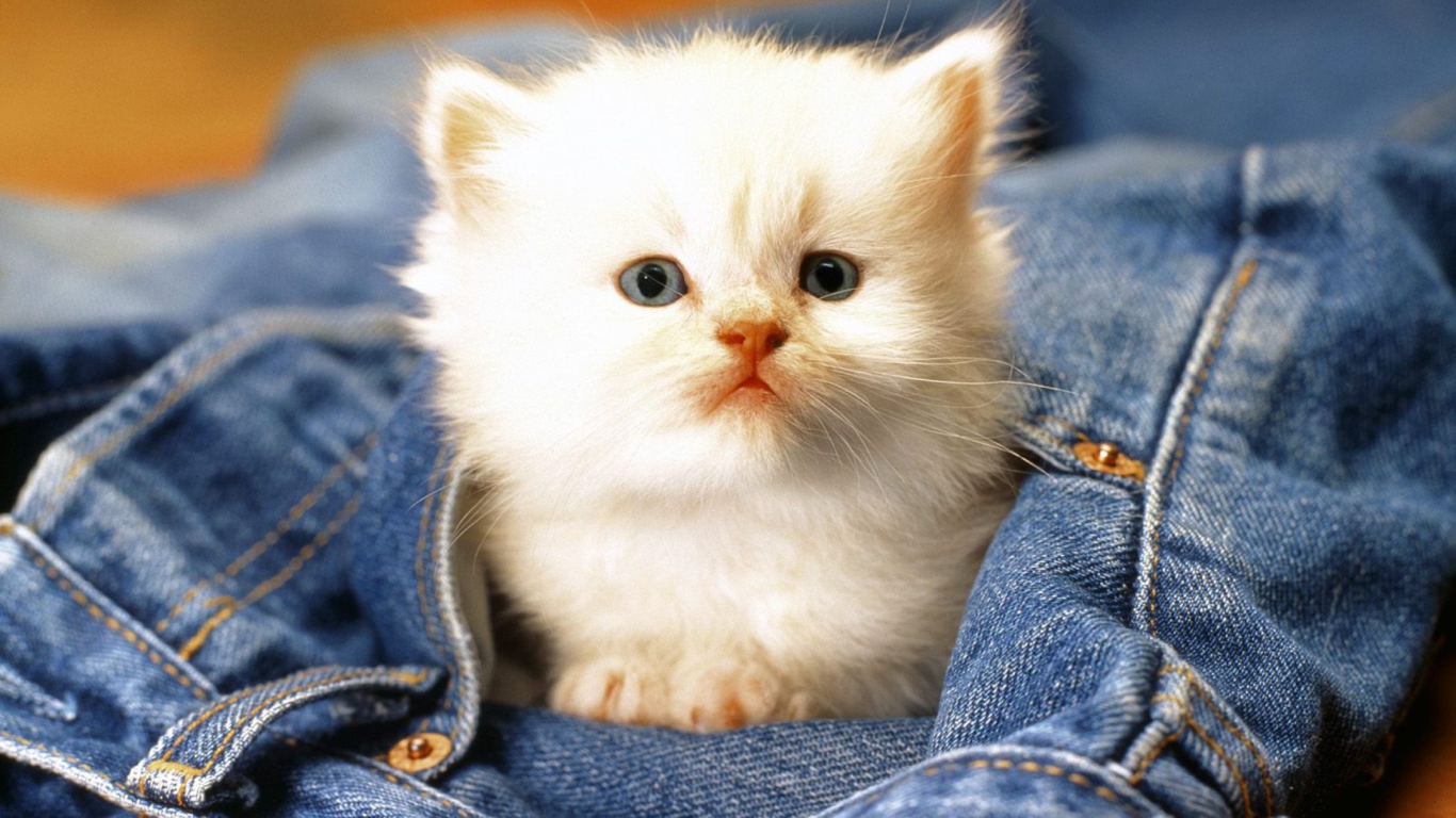 Kitten In Jeans wallpaper 1366x768