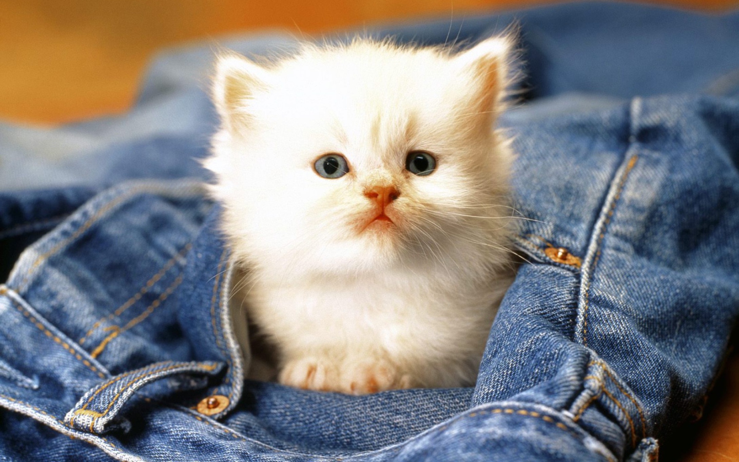 Kitten In Jeans wallpaper 1440x900