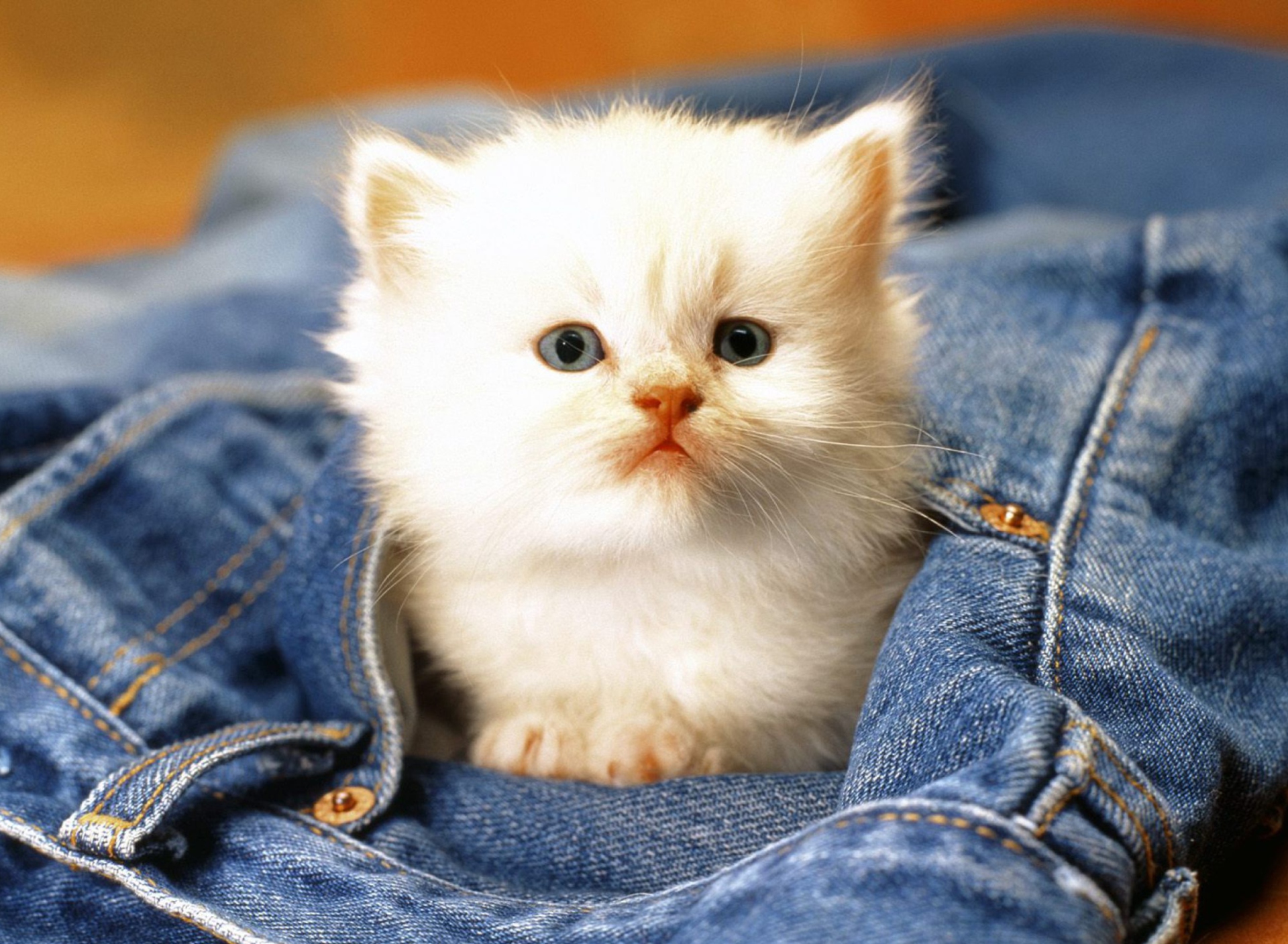 Fondo de pantalla Kitten In Jeans 1920x1408