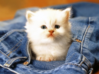 Обои Kitten In Jeans 320x240