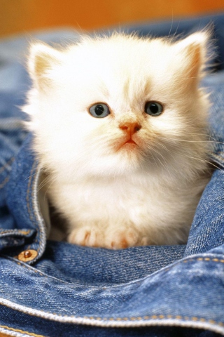 Das Kitten In Jeans Wallpaper 320x480
