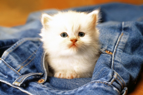 Обои Kitten In Jeans 480x320