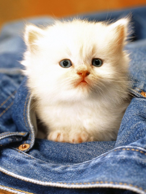 Обои Kitten In Jeans 480x640