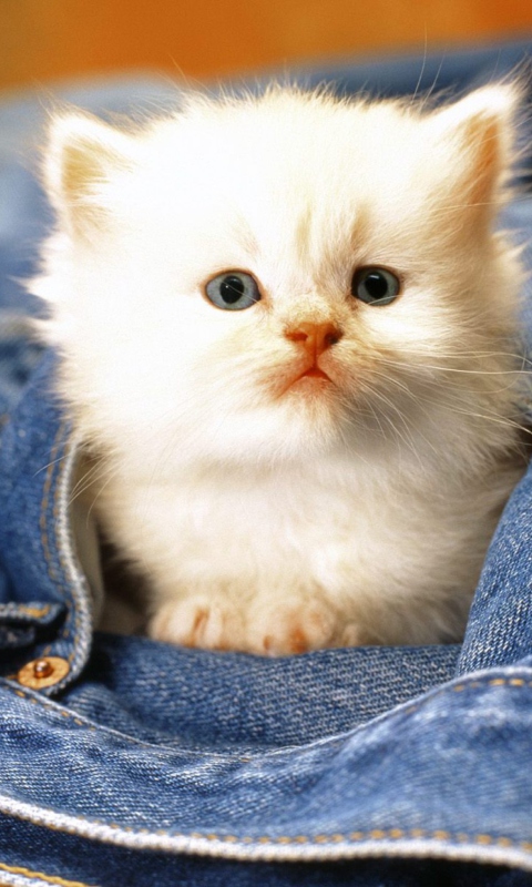 Das Kitten In Jeans Wallpaper 480x800