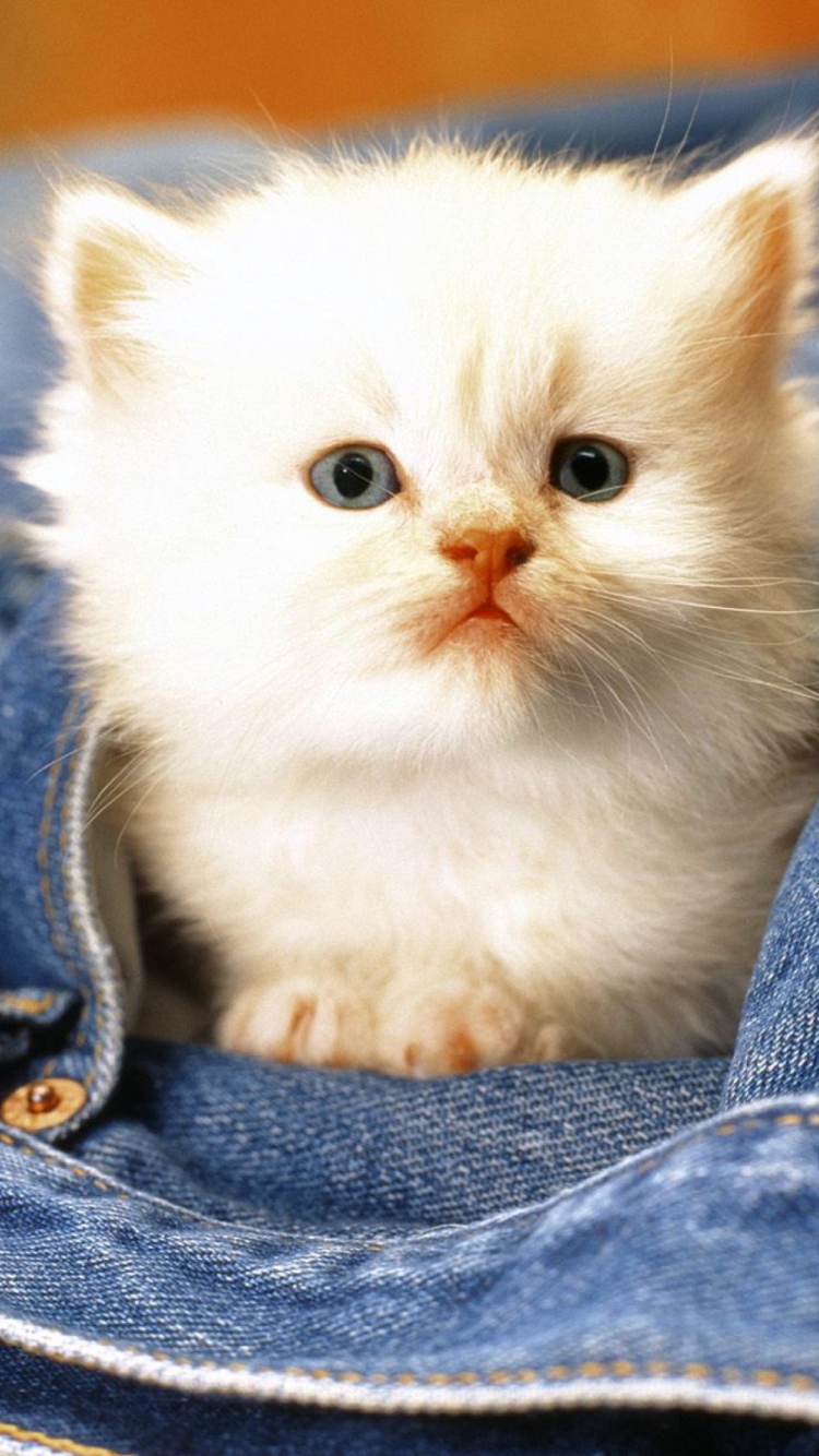 Обои Kitten In Jeans 750x1334