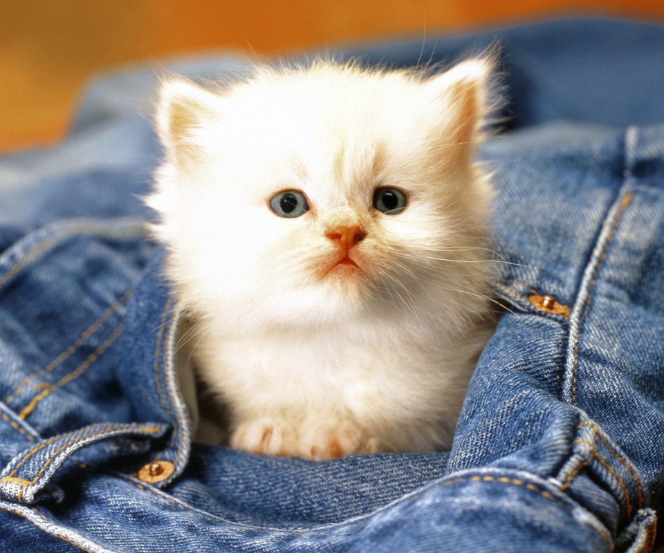 Обои Kitten In Jeans 960x800