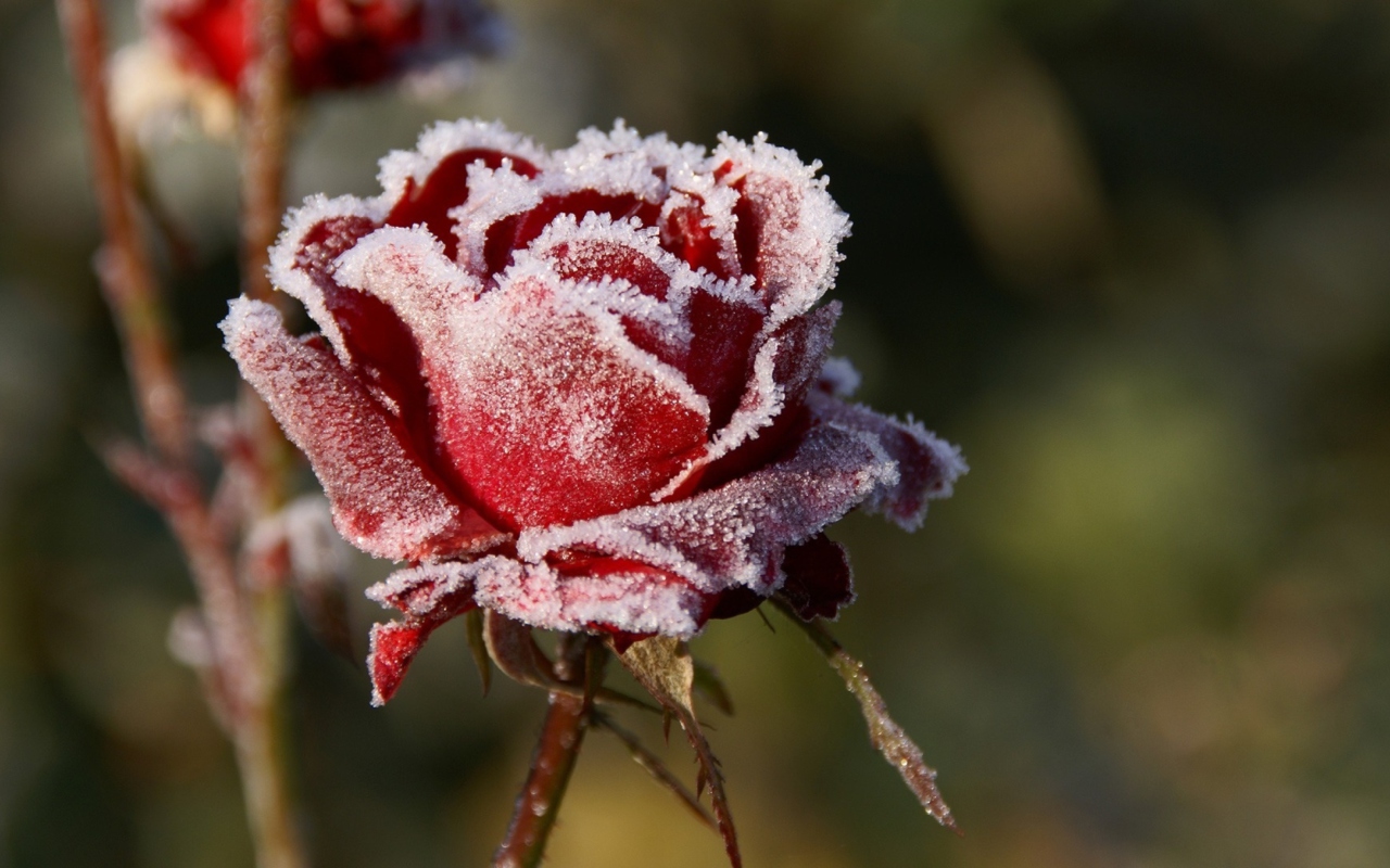 Das Frozen Rose Wallpaper 1280x800