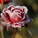 Обои Frozen Rose 128x128