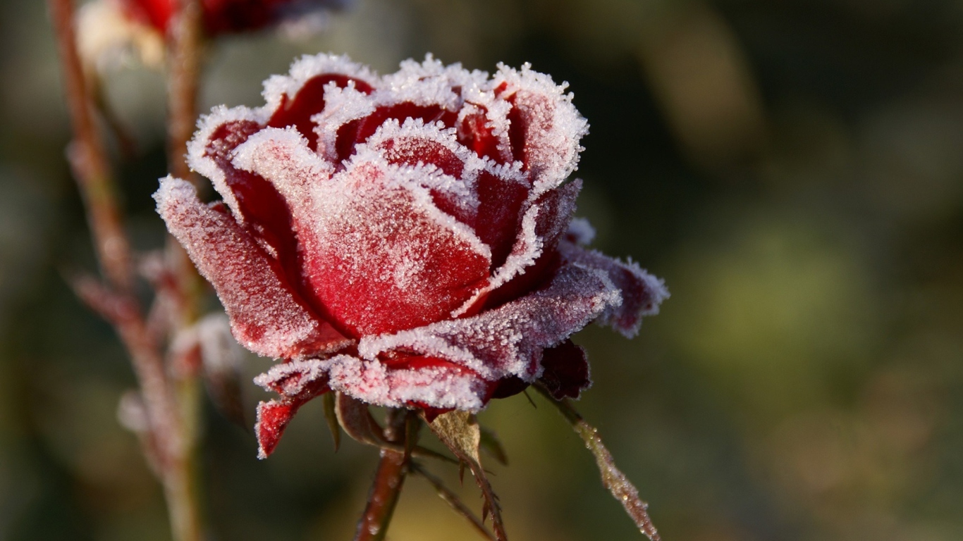 Das Frozen Rose Wallpaper 1366x768