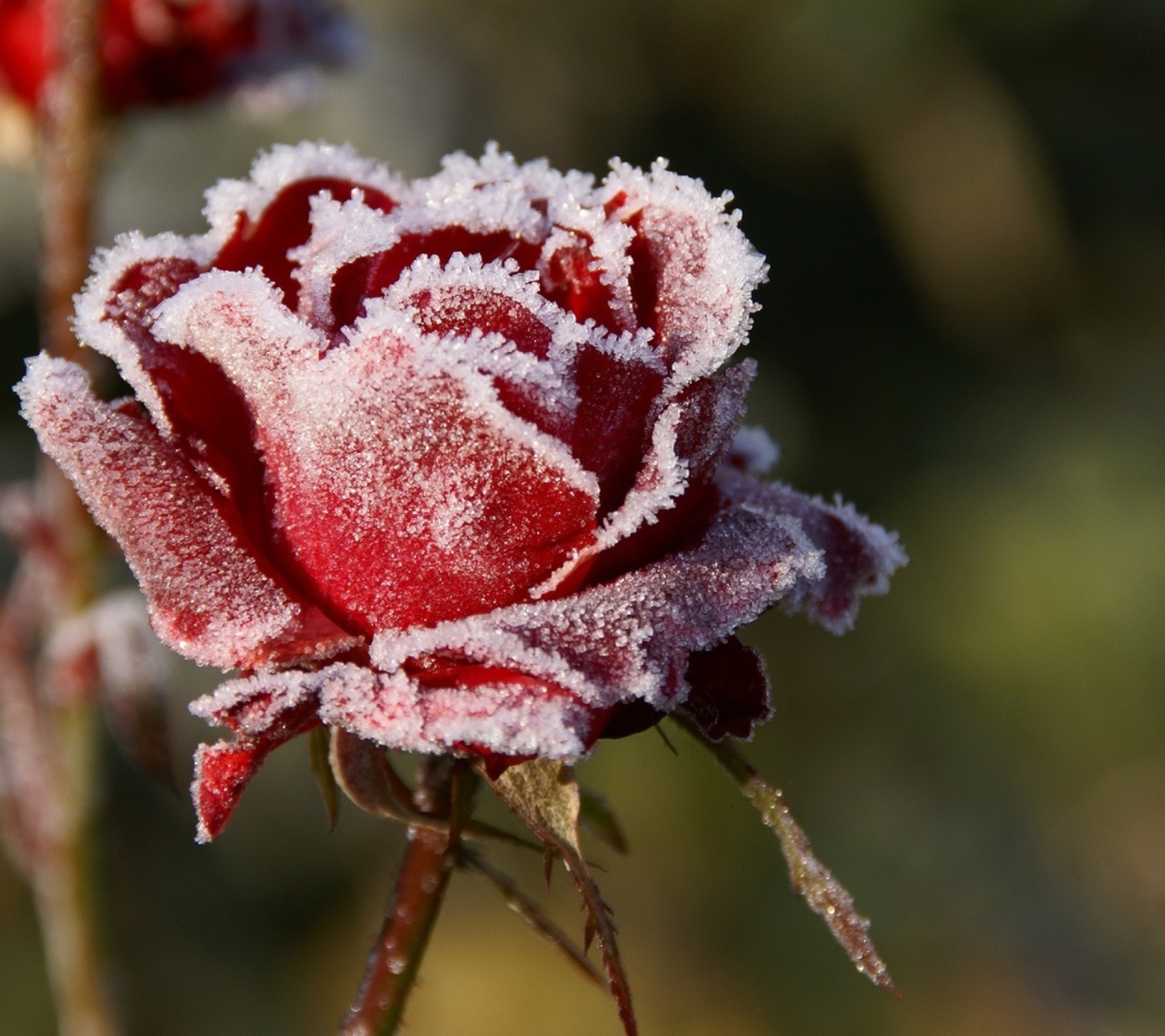 Das Frozen Rose Wallpaper 1440x1280