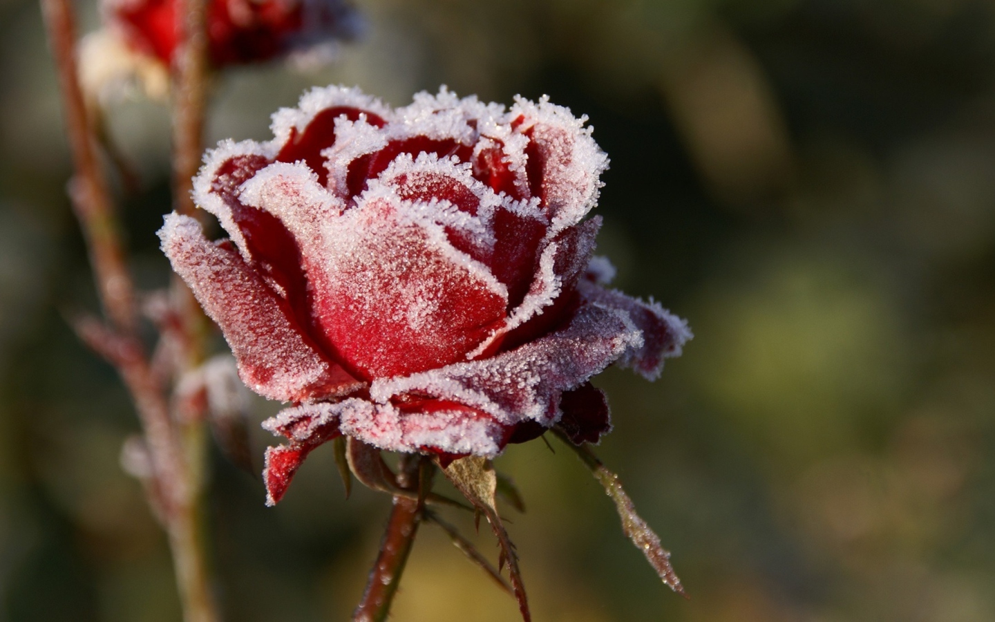 Fondo de pantalla Frozen Rose 1440x900