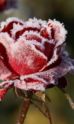 Das Frozen Rose Wallpaper 240x400