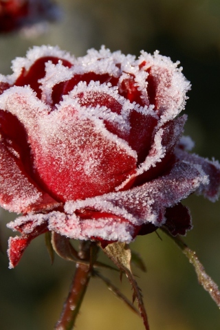 Sfondi Frozen Rose 320x480