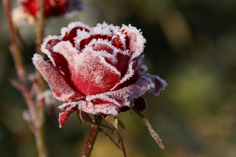 Sfondi Frozen Rose 480x320
